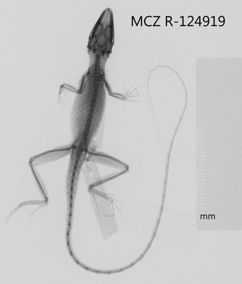 Media type: image;   Herpetology R-124919 Aspect: dorsoventral x-ray